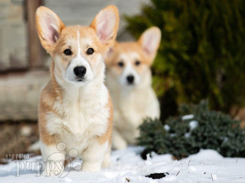 Welsh Corgi puppy