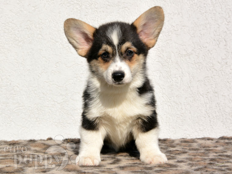 Welsh Corgi puppy