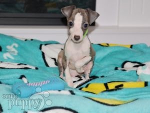 Italian Greyhound puppy