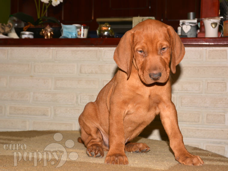 Vizsla puppy