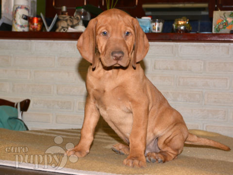 Vizsla puppy