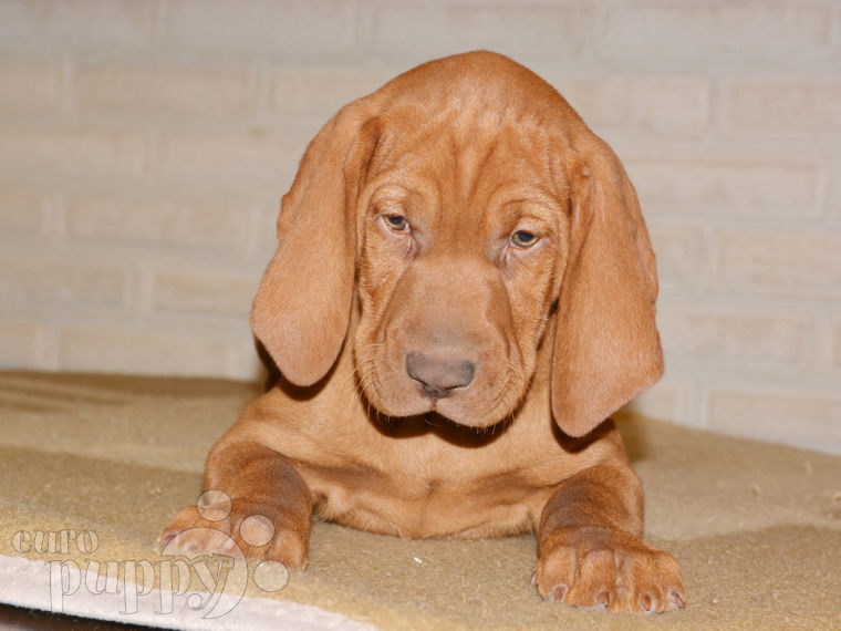 Vizsla puppy