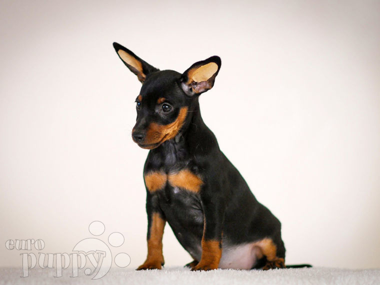 Miniature Pinscher puppy