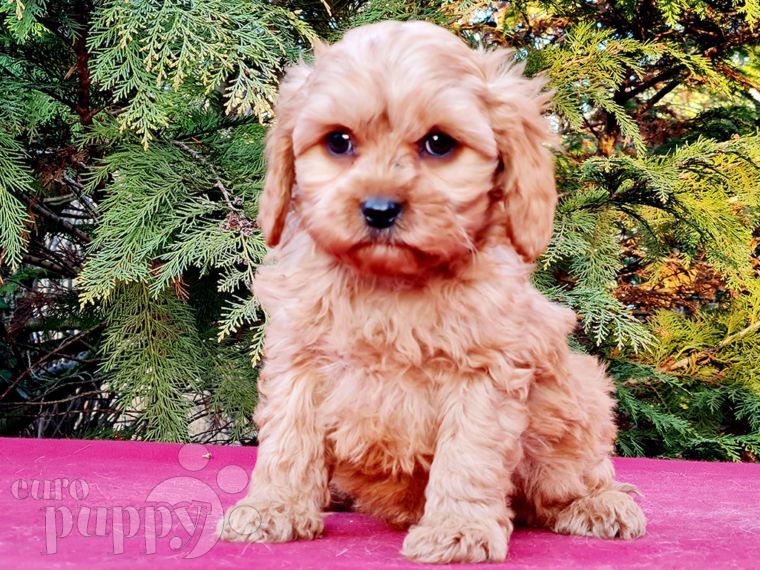 Cavapoo puppy