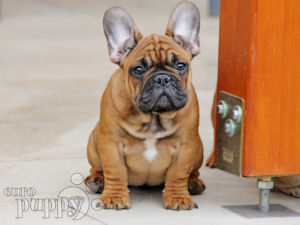 Französische Bulldogge puppy