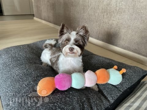 Lola - Biewer Yorkie, Euro Puppy review from Luxembourg