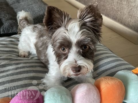 Lola - Biewer Yorkie, Euro Puppy review from Luxembourg
