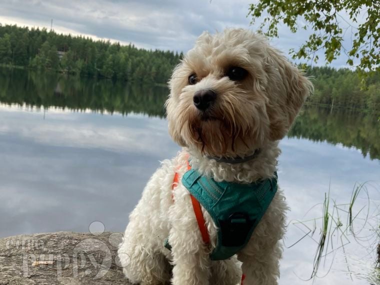 Hugo - Cavapoo, Euro Puppy review from Finland