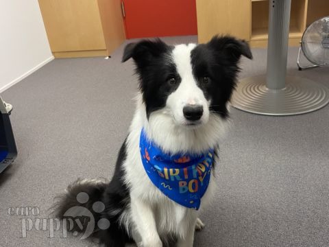 Hamilton - Border Collie, Euro Puppy review from Germany