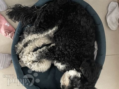 Guinness - Cavapoo, Euro Puppy review from Switzerland