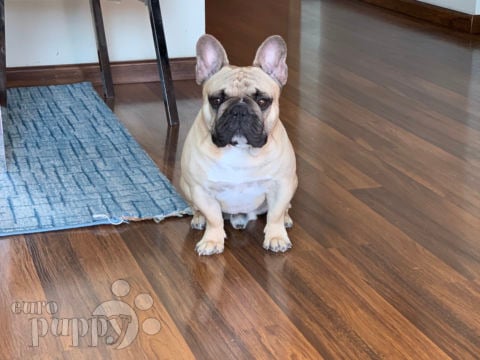 Louie - French Bulldog, Euro Puppy review from United Arab Emirates