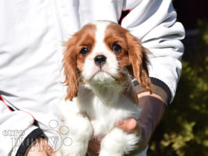 Cavalier King Charles Spaniel puppy