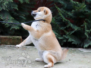 Shiba Inu puppy