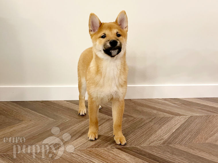 Shiba Inu puppy