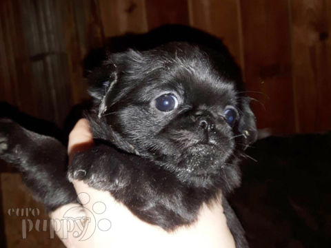 Grifón de Bruselas puppy
