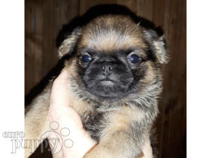 Brüsseler Griffon puppy