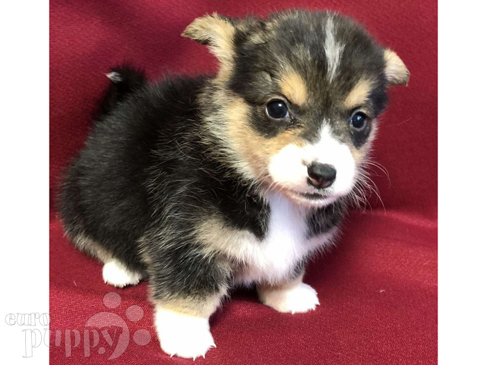 Eevee - Welsh Corgi Puppy for sale | Euro Puppy