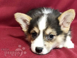 Welsh Corgi puppy