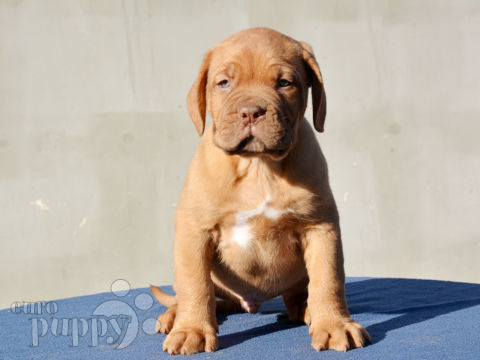 Dogo de Burdeos puppy