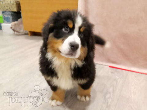 Bernese Mountain Dog puppy