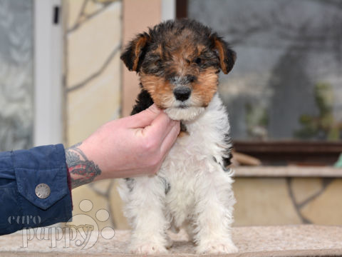 Fox Terrier puppy