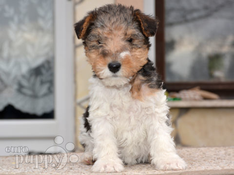 Foxterrier puppy