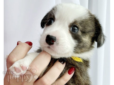 Welsh Corgi puppy