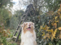 Romeo - Australian Shepherd, Euro Puppy review from Germany