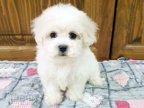 Bichon Frise puppy