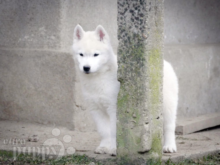 Husky Siberiano puppy