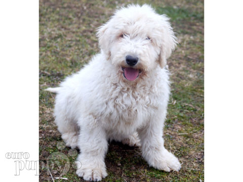 Komondor puppy