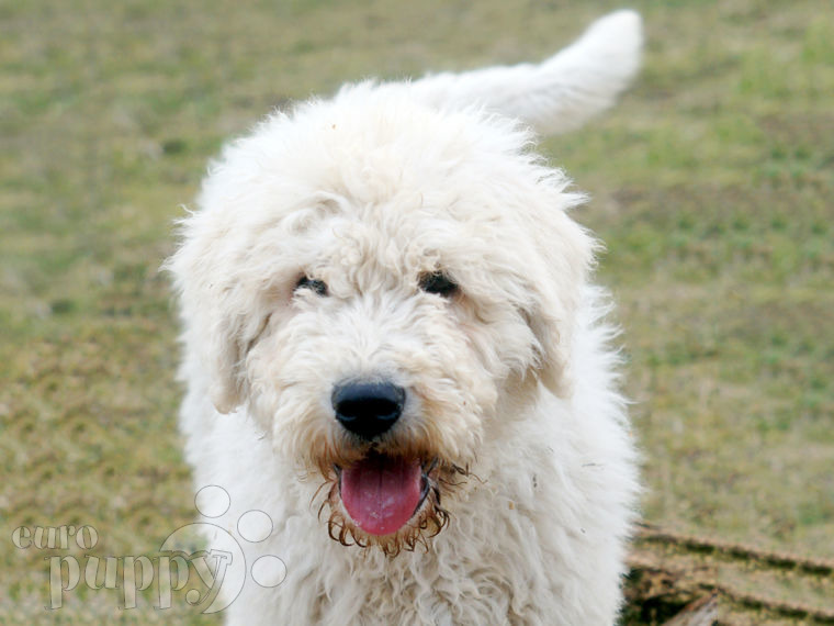 Komondor puppy