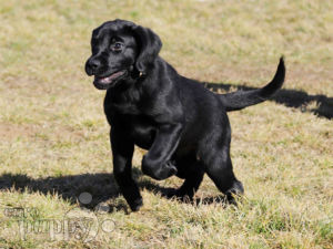 Labrador Retriever puppy