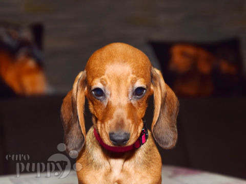 Dachshund puppy