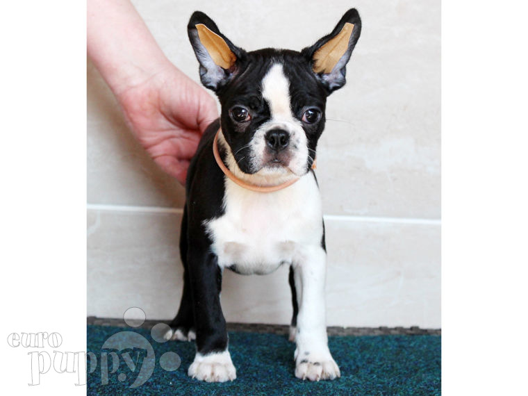 Boston Terrier puppy