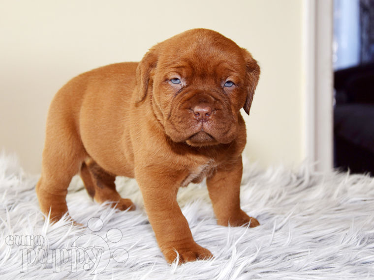Dogue de Bordeaux puppy