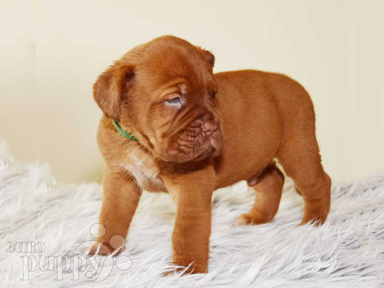 Dogue de Bordeaux puppy