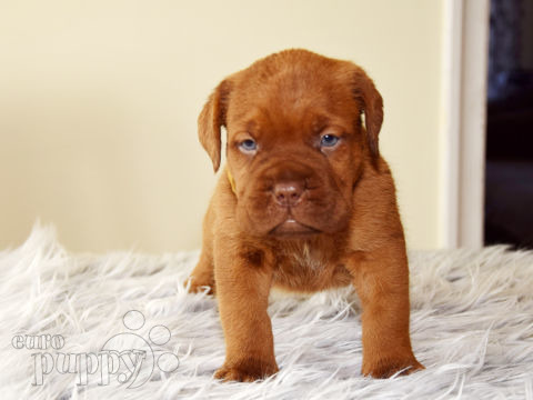 Dogo de Burdeos puppy