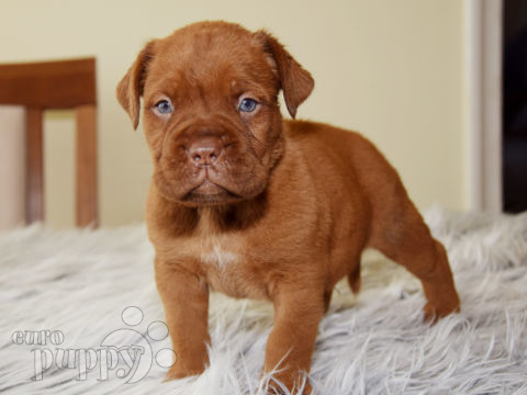 Dogue de Bordeaux puppy