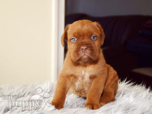 Dogue de Bordeaux puppy