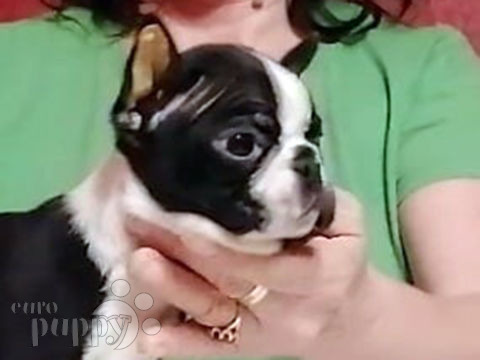 Boston Terrier puppy