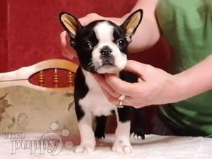 Boston Terrier puppy