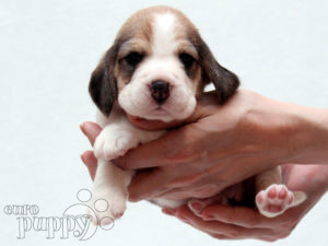 Beagle puppy