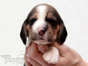 Beagle puppy