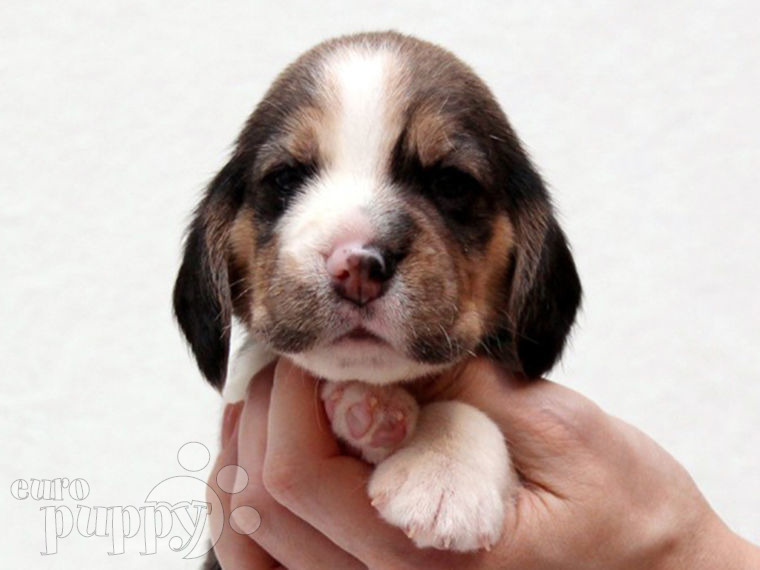 Beagle puppy