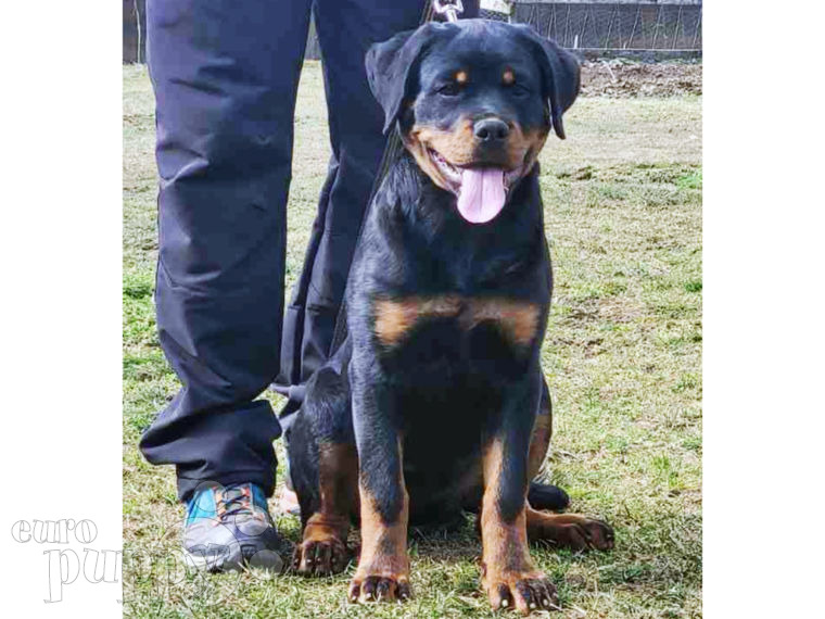 Rottweiler puppy
