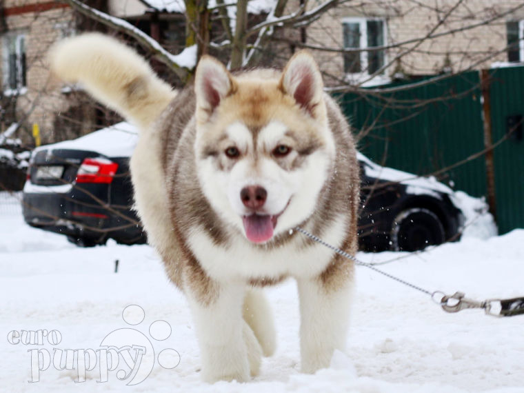 Alaskan Malamute puppy