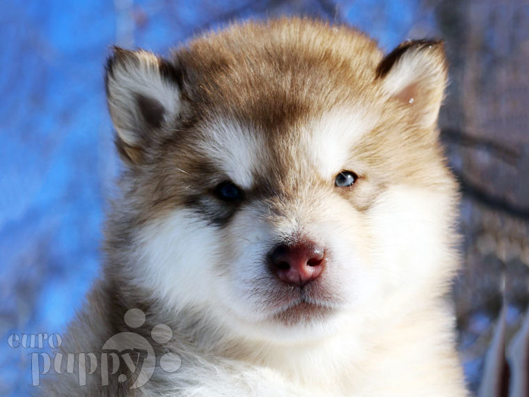 Alaskan Malamute puppy