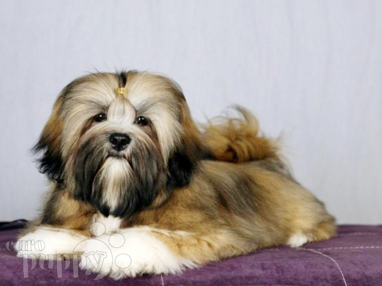 Lhasa Apso puppy