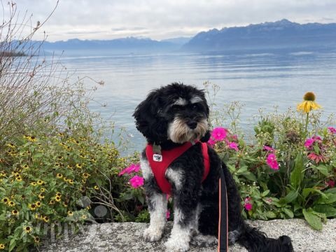 Guinness - Cavapoo, Euro Puppy review from Switzerland